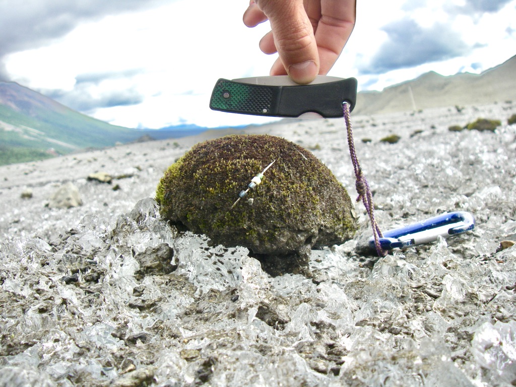 On an Alaskan glacier, little green moss balls roll in herds